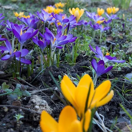 Amabilite Отель типа 